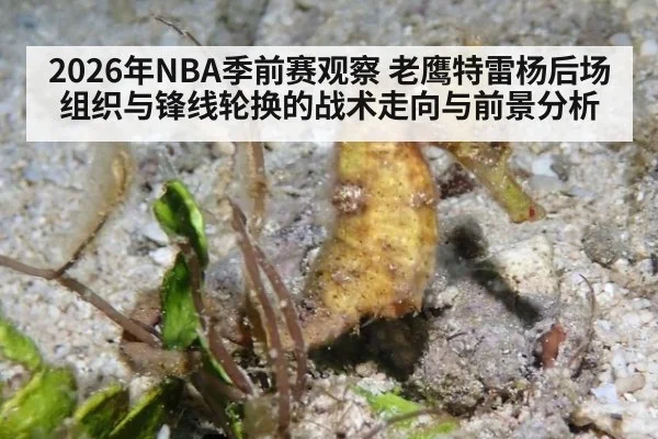 2026年NBA季前赛观察 老鹰特雷杨后场组织与锋线轮换的战术走向与前景分析
